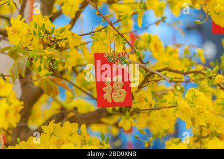 Glücksgeld und schöne blühende Aprikosenblütenblume Stockfoto