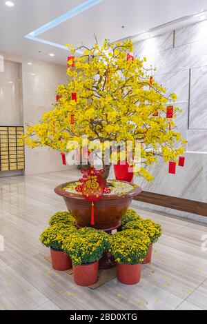 Schöne blühende Aprikosenblüten Bonsai für die Dekoration im neuen Jahr des Mondes Stockfoto