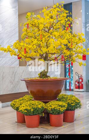 Vertikales Foto von dekorierten blühenden Aprikosenblüten Bonsai-Baum Stockfoto