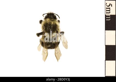 Gemeine Östliche Bumble Bee. EO 400436 Common Eastern Bumble Bee Bombus impatiens 001.jpg Stockfoto