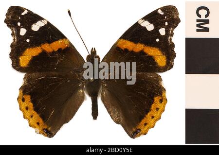 Roter Admiral. EO 024547 Red Admiral Vanessa atalanta 001.jpg Stockfoto