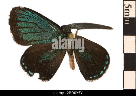 Florida Atala Hairstreak. EO 024998 Atala Eumaeus atala florida 001.jpg Stockfoto