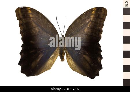 Wald-Rieseneule. EO 400817 Forest Giant Owl Butterfly Caligo eurilochus 001.jpg Stockfoto