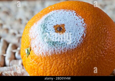 Schimmelwachstum auf einer Orange, die sich zu faulen begonnen hat. Stockfoto