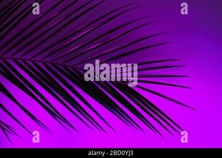 Dünnes Blatt einer robelinischen Palme in neonrosa, lila und blauen Farben. Moderner Hintergrund/ Stockfoto