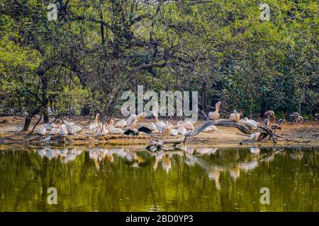 Der National Zoological Park ist ein 176 Hektar großer Zoo in Neu-Delhi, Indien. Eine Zitadelle aus dem 16. Jahrhundert, eine weitläufige grüne Insel und eine bunte Tiersammlung Stockfoto