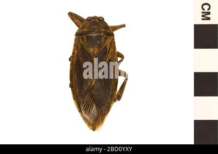 Riesenwasserbug. EO 020261 Giant Water Bug Lethocerus americanus 001.jpg Stockfoto