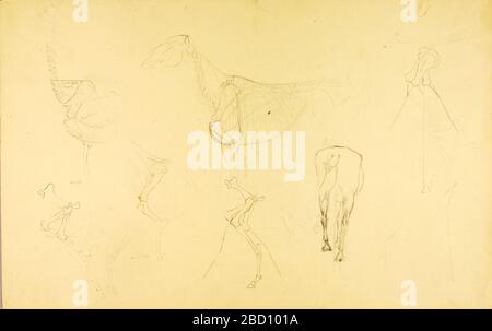 Horses Anatomy. Stockfoto