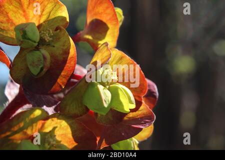 Die ungewöhnlichen grünen Blumen von Euphorbia amygdaloides purpurea, auch bekannt als violetter Holzsprieß, in Nahaufnahme hinterleuchtet, mit Kopierbereich nach rechts. Stockfoto