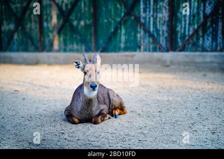 Der National Zoological Park ist ein 176 Hektar großer Zoo in Neu-Delhi, Indien. Eine Zitadelle aus dem 16. Jahrhundert, eine weitläufige grüne Insel und eine bunte Tiersammlung Stockfoto