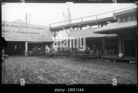 Gloucester Harbor. Ladebereich für das Schiff der Dampfer Boston & Gloucester für Fracht und Passagiere. Bereich gefüllt mit Pferden mit Karren und Fässern auf einer Holzplattform.Smithsonian Institution Archives, ACC. 11-006, Feld 006, Bild-Nr. MAH-3001 Stockfoto