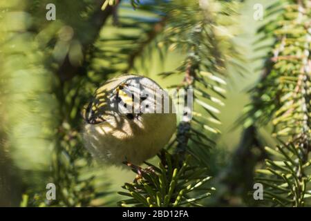 Goldcrest im Schatten grüner Fichtenzweige, wilde Natur Stockfoto