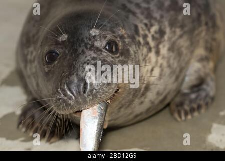 Graue Dichtung. Spezies: Grypus,Genus: Halichoerus,Familie: Phocides,Ordnung: Carnivora,Klasse: Mammalia,Phylum: Chordata,Königreich: Animalia,Pup,American Trail,Rona,Grey Seal,Seal,Pinnipede,Fisch,hinter den Linien,Amt,Mutter: Kara Grey Seal Stockfoto