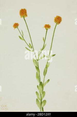 Orange Polygala Polygala lutea. Stockfoto