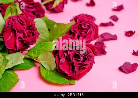 Blumenstrauß aus rot verwelkelten Rosen auf pinkfarbenem Hintergrund Stockfoto