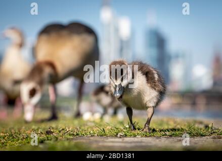 06. April 2020, Hessen, Frankfurt am Main: Morgens macht sich ein nil-gänseknick zusammen mit dem Rest der Gänsefamilie am Mainufer vor der Stadtsilhouette auf die Straße. Foto: Frank Rumpenhorst / dpa Stockfoto