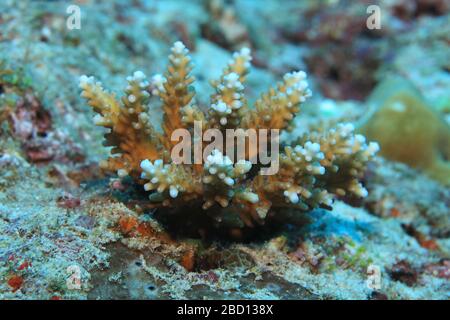 Nahaufnahme der neu gewachsenen Acropora-Koralle unter Wasser im Indischen Ozean Stockfoto