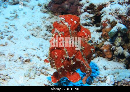 Riesenfrogfisch (Antenarius commerson) schwimmt unter Wasser im tropischen Riff des Indischen Ozeans Stockfoto