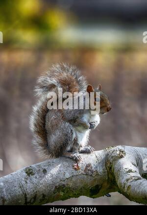 London, Großbritannien. April 2020. Grauhörnchen ruht auf apfelbaumzweigen in einem Vorstadtgarten. Kredit: Malcolm Park/Alamy Live News. Stockfoto