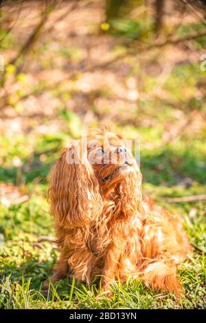 Kavaliers-König Charles Spaniel Hund männlichen Hund in Ruby Stockfoto