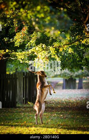 Ein Hirsch, der das letzte Sonnenlicht in Dunham Massey genießt. Stockfoto