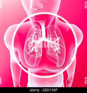 Röntgenansicht der Lunge und Luftröhre, Lungeninfektion durch den menschlichen Körper. Pneumonie. Covid-19. Coronavirus. Rauchprobleme. 3D-Rendering Stockfoto