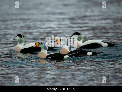 Eider King (Somateria spectabilis) und Eider Common (Somateria mollissima), fock of Male and female, Båtsfjord Harbour, Varanger, Arctic Norway Stockfoto