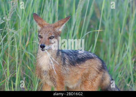 Schwarzer Schakal (Canis mesomelas), jung, mit einer Grasklinge knabbernd, Alert, Kgalagadi Transfrontier Park, Nordkaper, Südafrika, Afrika Stockfoto