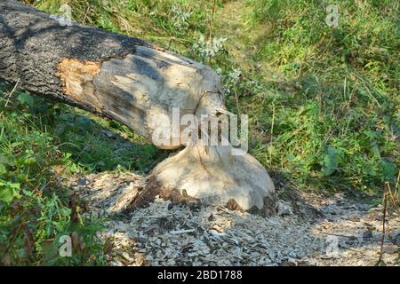 Großer Baumschnitt durch Biber im Bieszczady-Nationalpark in Polen Stockfoto