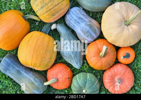 Bunte Kürbisse und Kürbisherbsternte. Verschiedene Sorten Stockfoto