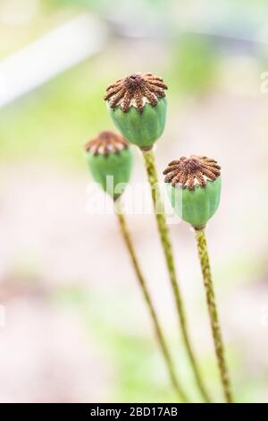 Sommergarten. Drei Mohn (Papaver somniferum) mit grünen Köpfen Stockfoto