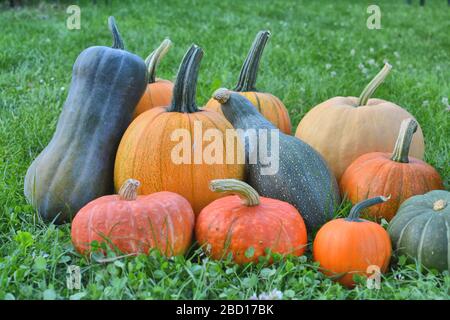 Bunte Kürbisse und Kürbisherbsternte. Verschiedene Sorten Stockfoto