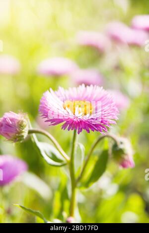 Sommergarten. Erigeron Sea Breeze (Gänseblümchen am Meer) an sonnigen Tagen Stockfoto