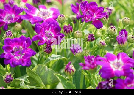 Blumenbeete sorgfältig von Gärtnern dekoriert Stockfoto