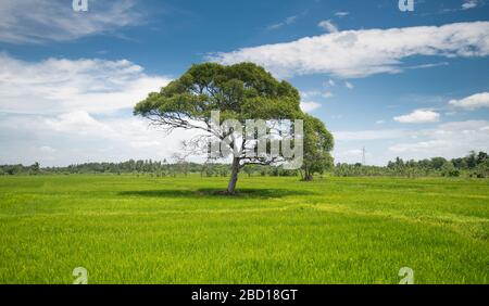 Paddy Fields in Sri Lanka Stockfoto
