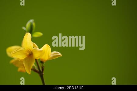 Blumen von Forsythia im Innenbereich vor farbenfrohem Hintergrund. Stockfoto