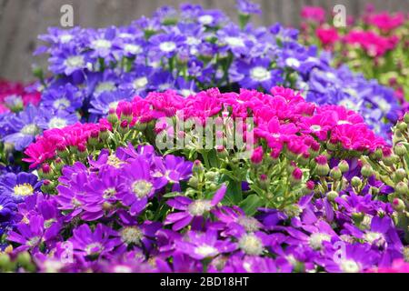 Blumenbeete sorgfältig von Gärtnern dekoriert Stockfoto