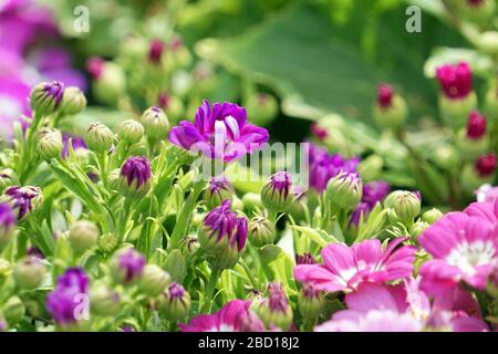 Blumenbeete sorgfältig von Gärtnern dekoriert Stockfoto