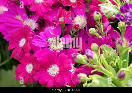Blumenbeete sorgfältig von Gärtnern dekoriert Stockfoto