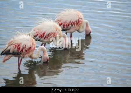 Drei größere Flamingos (Phönicopterus ruber), die nach Nahrung schmieden. Fotografiert im Serengeti-Nationalpark, Tansania Stockfoto