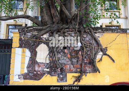 Ein Baum wächst auf der Spitze einer Mauer in Hanoi Vietnam. Stockfoto