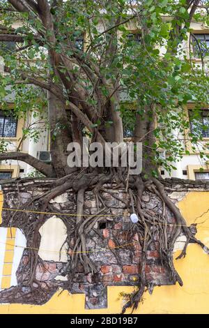 Ein Baum wächst auf der Spitze einer Mauer in Hanoi Vietnam. Stockfoto