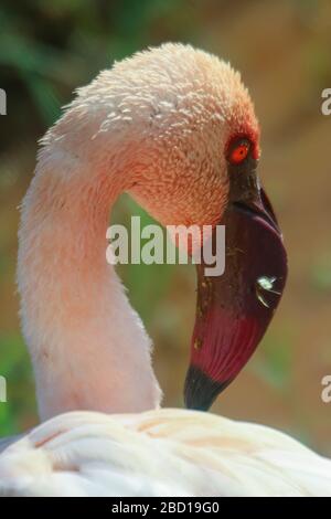 Nahaufnahme des Porträts eines größeren Flamingo (Phönicopterus ruber). Fotografiert im Serengeti-Nationalpark, Tansania Stockfoto