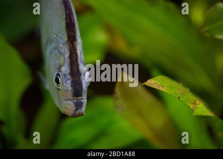 Violette Linie Piranha. Amazonien, Fische, Arten: Geryi, Gattung: Serrasalmus, Familie: Characiden, Ordnung: Characiformes, Klasse: Actinopterygii, Phylum: Chordata, Königreich: Animalia, Violette Linie Piranha Violet Line Piranha Line Stockfoto