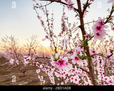 Rosafarbene Pflaumenblüten bei Sonnenuntergang auf dem Blossom Trail im Central Valley, Kalifornien, mit Kopierraum Stockfoto