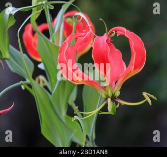 Red Gloriosa Lily (Gloriosa Superba), fotografiert im April in Tanzaniain Stockfoto