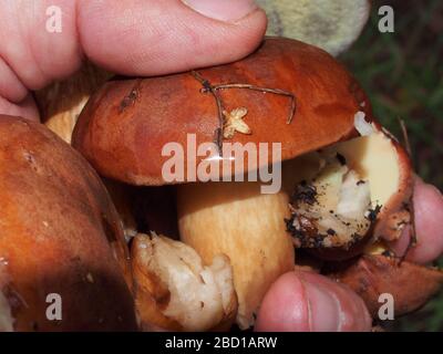 Speisepilze in der Hand einer Person. Waldpilze-Boletus. Porcini. Nahaufnahme. Stockfoto