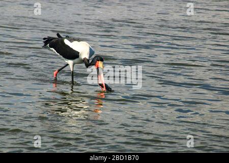 Zwei in Sattel verrechnete Stork (Ephippiorhynchus senegalensis) watten in Wasser. Fotografiert im Lake Manyara National Park, Tansania Stockfoto