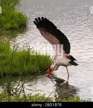 Zwei in Sattel verrechnete Stork (Ephippiorhynchus senegalensis) watten in Wasser. Fotografiert im Lake Manyara National Park, Tansania Stockfoto