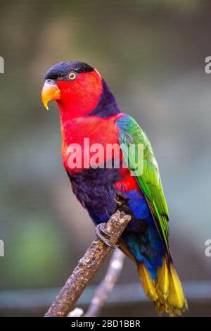 Schwarz-Kapped Lory Stockfoto